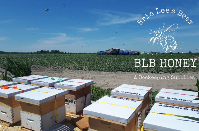 Crop Pollination Services - BLB Honey in Dresden, ON