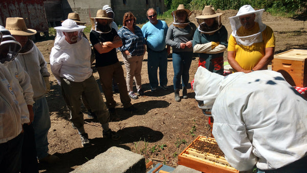 Hive Inspection - July 6, 2024 (12pm-2pm)