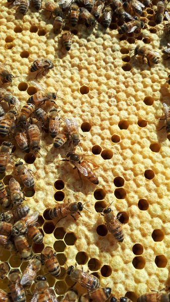 Single Brood Hive for pick up Week of June 2nd, 2024*