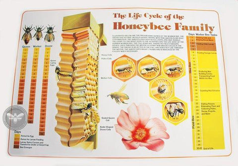 Poster - Life Cycle Honeybee