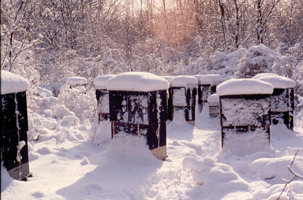 Winter Supplies