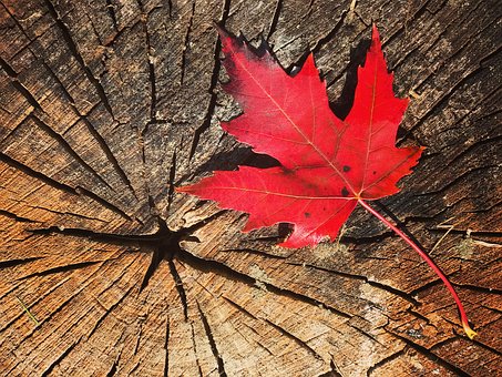 Maple Syrup Tapping Supplies