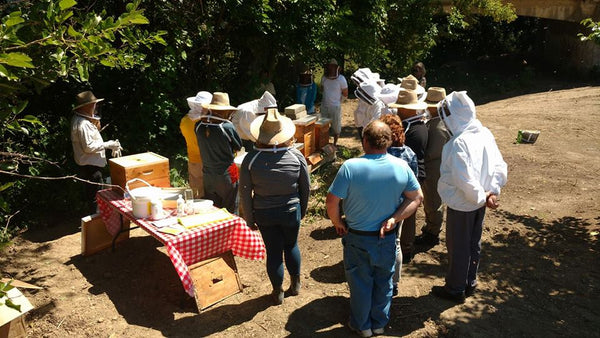 Hive Inspection - July 19, 2025 (12pm-2pm)