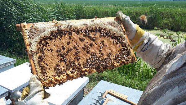 Hive Inspection - July 29 2023 (12pm-2pm)