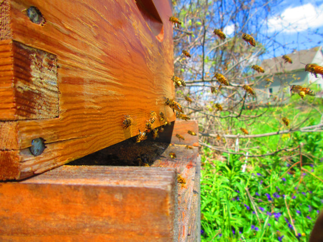 Single Hives and Nuc Colonies for sale at BLB Honey in Dresden, ON