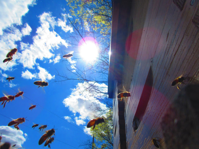 Sponsor a Bee Hive - BLB Honey & Beekeeping Supplies