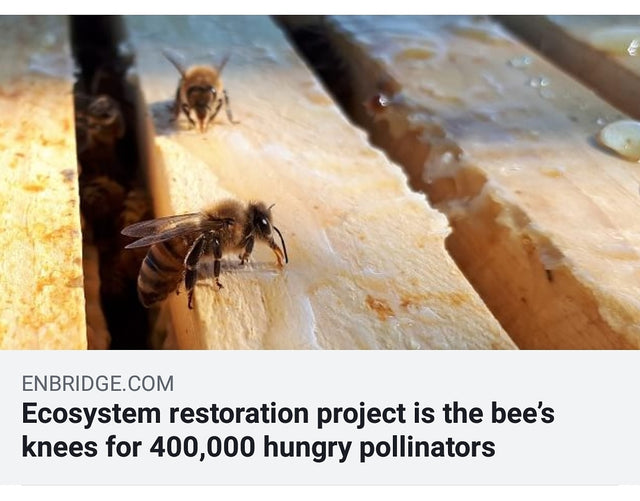 Ecosystem Restoration Project is the Bee's Knees for 400, 000 Hungry Pollinators
