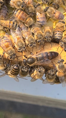 Mated Queen - SOLD OUT