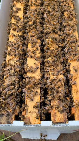 NUC for Pick Up [Week of May 17th, 2026]