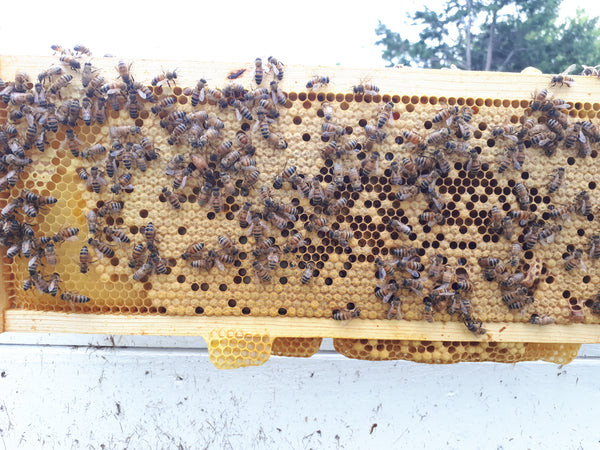Mated Queen - Pick Up by Appointment