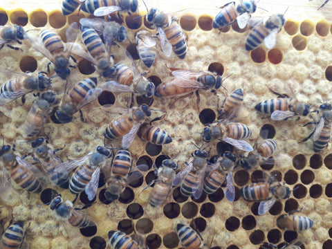 Mated Queen - Pick Up by Appointment