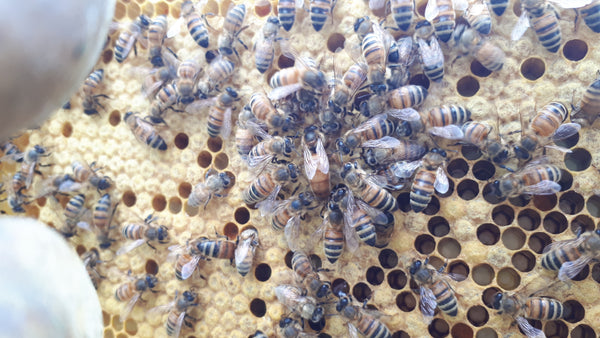 Mated Queen - Pick Up by Appointment