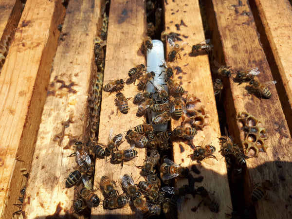 Mated Queen - Pick Up by Appointment