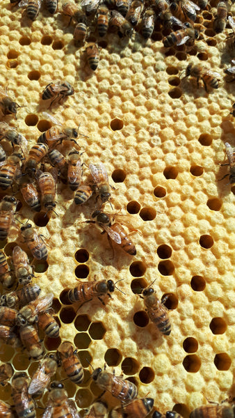 Single Brood Hive for pick up June 3rd, 2023*