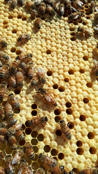 Single Brood Hive for pick up June 24th, 2023*