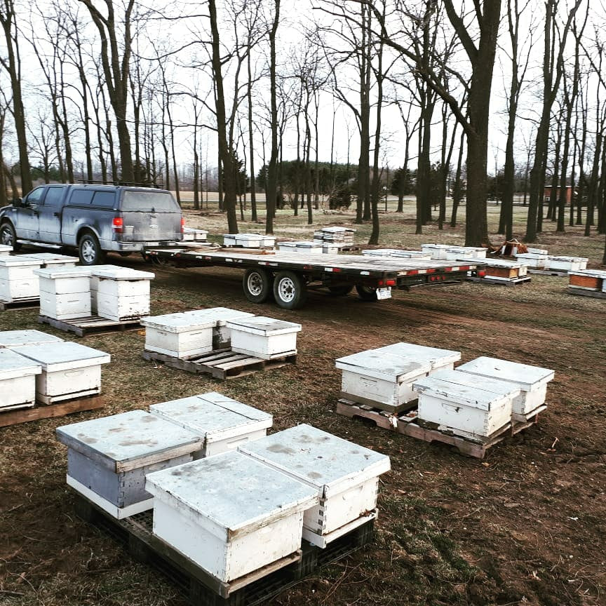 Single Brood Hive for pick up June 24th, 2023*