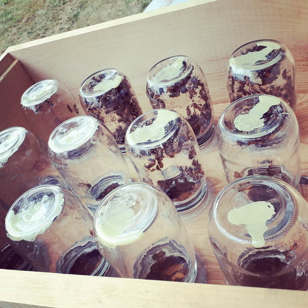BLB Honey Mason Jar Honey Super Kit