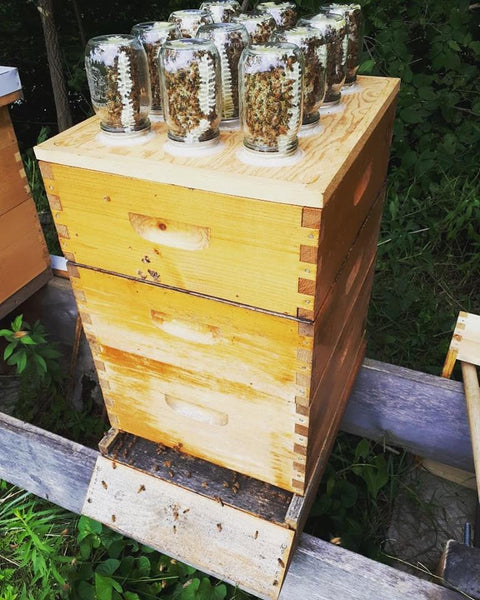 BLB Honey Mason Jar Honey Super Kit